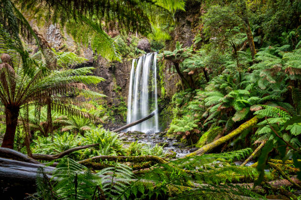 the hopetoun falls is a waterfall across the aire river that is located in the otways region of victoria - otway national park imagens e fotografias de stock