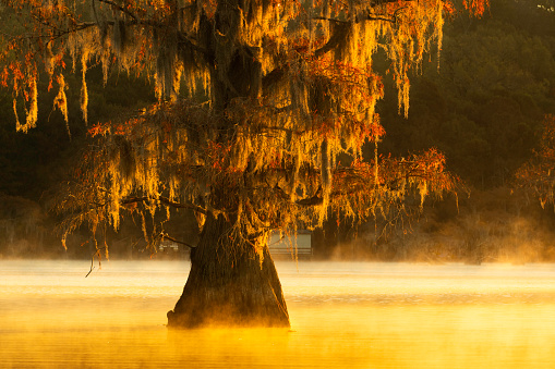 A giant tree with red leaves and Spanish moss standing in foggy water at the bald cypress swamp of Caddo Lake on the border between Louisiana and Texas, Uncertain, TX, USA