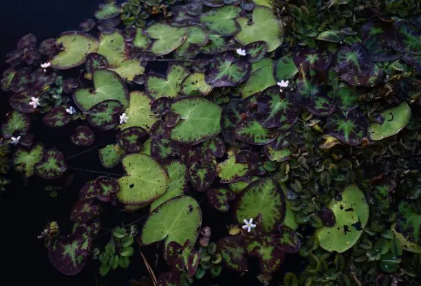 Lilypads with blooming white flowers at Caddo Lake, Uncertain, Texas, USA