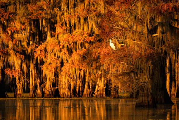 garça real sentado em uma árvore cipreste colorida de outono, texas - lago caddo - fotografias e filmes do acervo