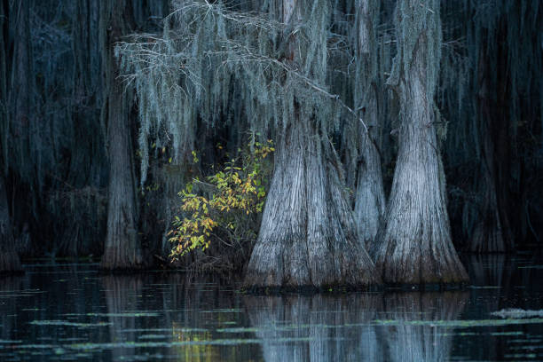 istock Autumn at Caddo Lake swamp, Texas 1330819236