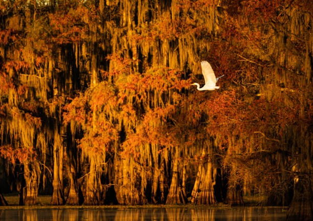 Great egret flying over the water hunting for fish in the wetlands at a bald cypress swamp on a golden Autumn morning at Caddo Lake, on the border between Louisiana and Texas, Uncertain, TX, USA