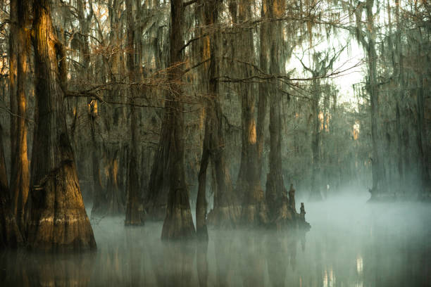 Mysterious eerie foggy morning at Caddo Lake, Texas stock photo