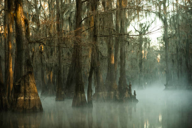 misteriosa manhã nebulosa em caddo lake, texas - lago caddo - fotografias e filmes do acervo