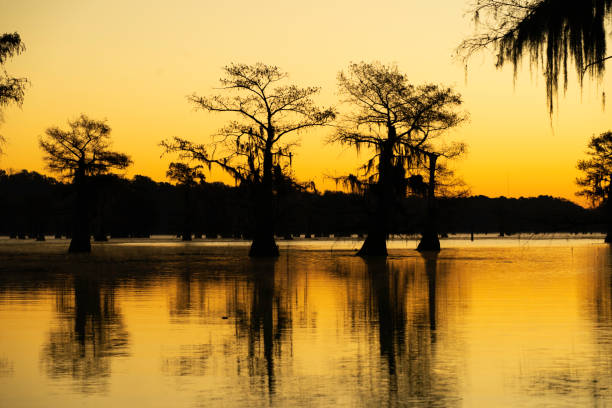 istock Silhouetted cypress trees at sunrise, Caddo Lake, Texas 1330819263