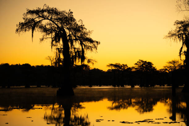 istock Silhouetted cypress trees at sunrise, Caddo Lake, Texas 1330819283