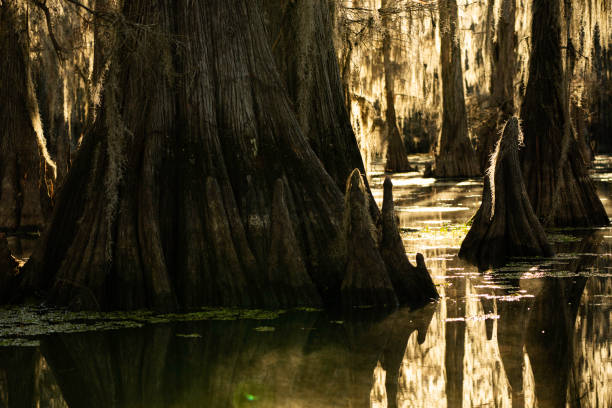 istock Backlit cypress trees in a swamp, southern USA 1330819302