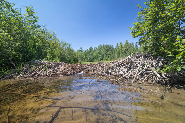 Beaver Dam on Wapizagonke lake in Parc National de la Mauricie, Quebec, Canada in Summe Beaver Dam on Wapizagonke lake in Parc National de la Mauricie, Quebec, Canada in Summer. It is the directions to Chutes Waber Waterfalls. beaver dam stock pictures, royalty-free photos & images