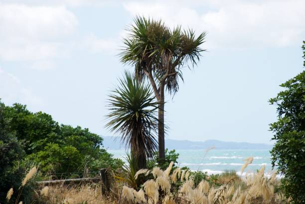 The iconic New Zealand Cabbage Tree (Cordyline Australis) standing proud in a landscape with solar flare. New Zealand's plant life is to Kiwis, something that is iconically New Zealand. Many of these plants native environments are indigenous only to New Zealand/ Aotearoa.