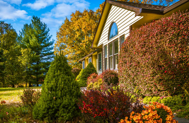 View of Midwestern house in late afternoon in autumn with flowers and bushes in front Midwestern house  in late afternoon in autumn; blooming flowers and bushes in front yard; blue sky and trees with yellow leaves in background evergreen tree photos stock pictures, royalty-free photos & images
