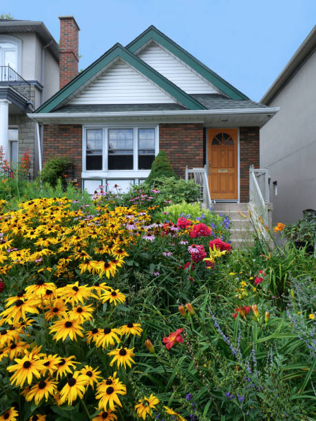 istock small house with lush front garden with prolific yellow daisies 1330821704