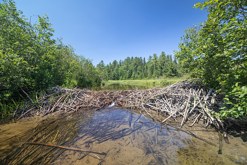 Beaver Dam on Wapizagonke lake in Parc National de la Mauricie, Quebec, Canada in Summer. It is the directions to Chutes Waber Waterfalls.