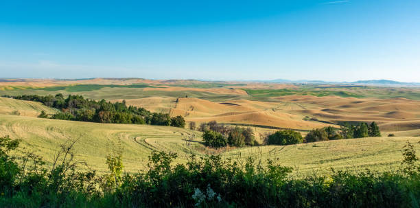 istock Magical wheat farm fields in palouse washington 1330822514