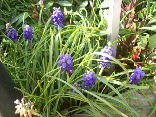 istock Gardens of the World Sidewalk Purples 1330822710