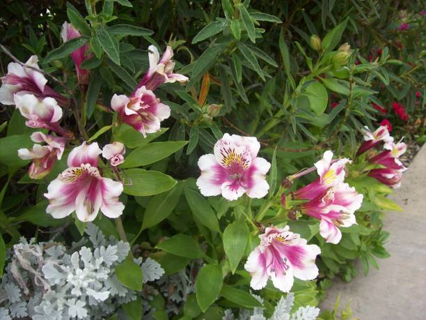 istock Gardens of the World Azalea 1330822719