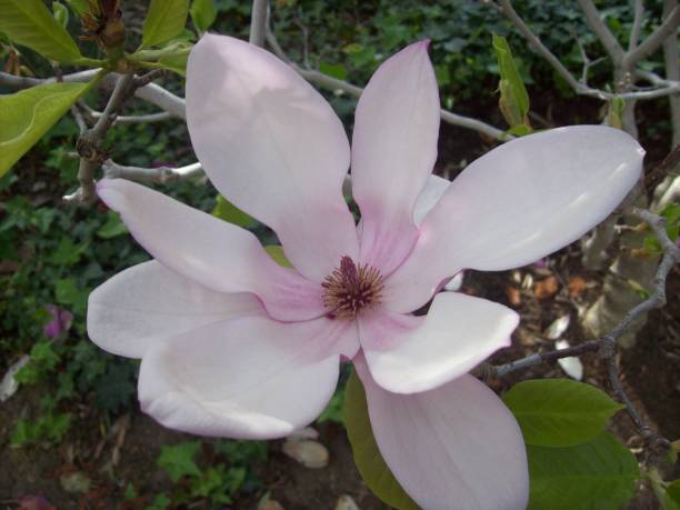 istock Gardens of the World Magnolia 1330822785