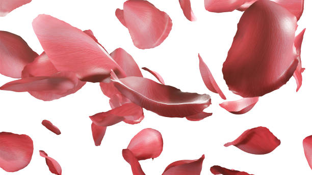 istock Falling pink rose petals isolated on a white background. 1330826273