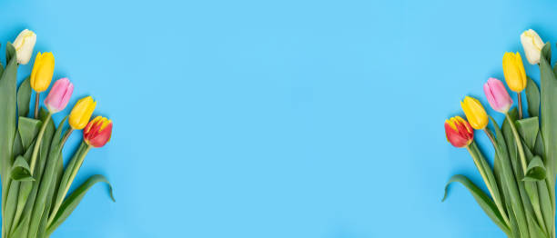 istock Multicolored tulips on a blue background, banner, copy-space 1330826375