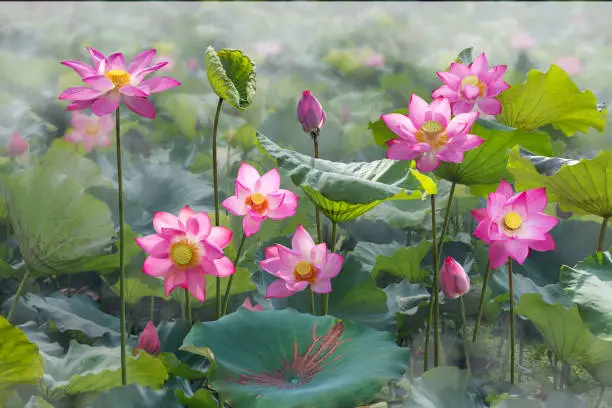 Fine art - Beautiful lotus flower and lotus flower plants, pure lotus flower