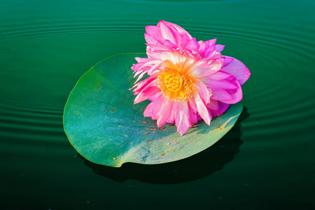 istock Beautiful lotus flower on the water surface 1330827107