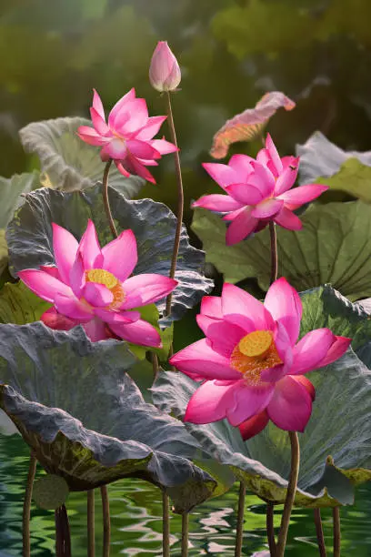 Fine Art - Beautiful lotus flower in lake