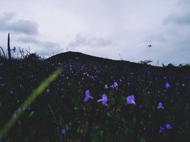 The blue coloured flowers field
