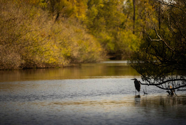Great Blue Heron perched over the water at Atchafalaya River Basin, a huge swamp in southern USA, Henderson, Louisiana, USA