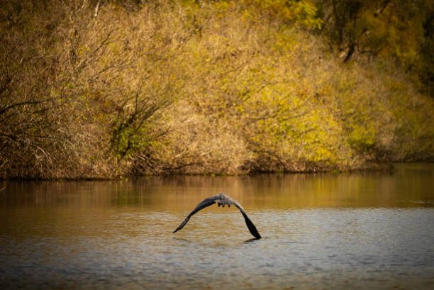istock Blue Heron in Atchafalaya River Basin, Louisiana 1330827304