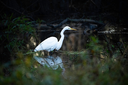 Great egret hunting for fish or frogs in the wetlands at Lake Martin, a bald cypress swamp outside Lafayette, Breaux Bridge, Louisiana, USA