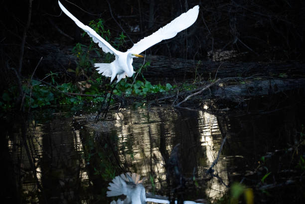 Great egret takes off in flight while hunting in the wetlands at Lake Martin, a bald cypress swamp outside Lafayette, Breaux Bridge, Louisiana, USA