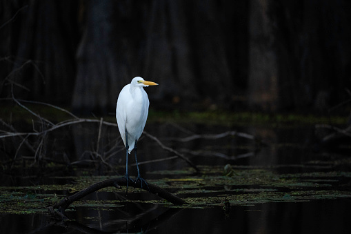 Great egret perched on a branch looking over the water hunting for fish in the wetlands at a bald cypress swamp, Caddo Lake, on the border between Louisiana and Texas, Uncertain, TX, USA