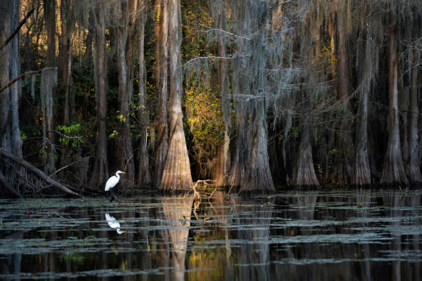 Great egret perched on a branch looking over the water hunting for fish in the wetlands at a bald cypress swamp, Caddo Lake, on the border between Louisiana and Texas, Uncertain, TX, USA