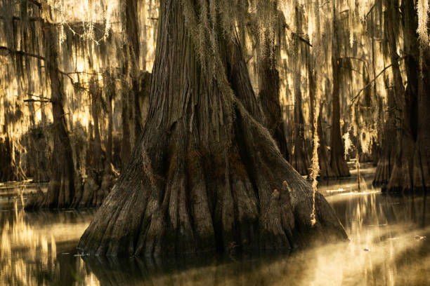 istock Backlit cypress trees in a swamp, southern USA 1330827333