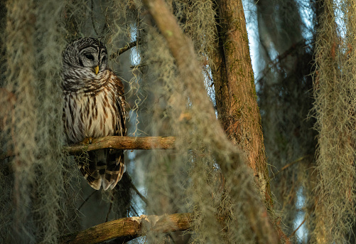 Barred owl sitting on a tree at Lake Martin, a bald cypress swamp, Breaux Bridge, Louisiana, USA
