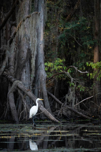 Great egret perched on a branch looking over the water hunting for fish in the wetlands at a bald cypress swamp, Caddo Lake, on the border between Louisiana and Texas, Uncertain, TX, USA