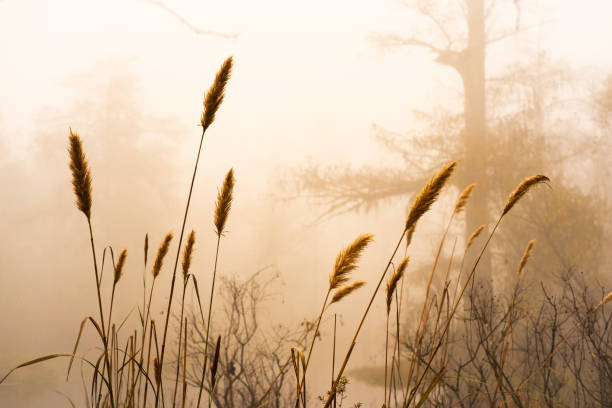 Misty foggy morning at Lake Martin on a cold Autumn day, Breaux Bridge, Lafayette, Louisiana, USA