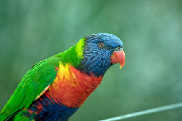 istock this is a side view of a  rainbow lorikeet 1330828214