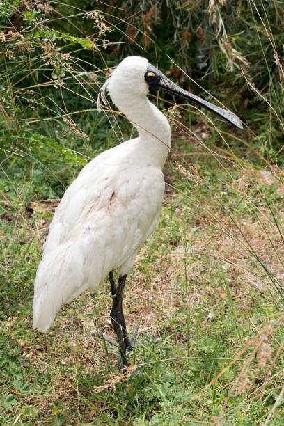 istock this is a side view of a  royal spoonbill 1330828305