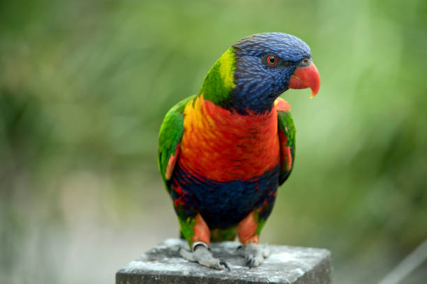 istock the rainbow lorikeet is a colorful bird 1330828363