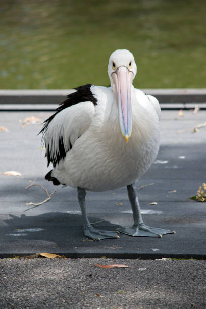 istock the pelican is walking on a pier 1330828917