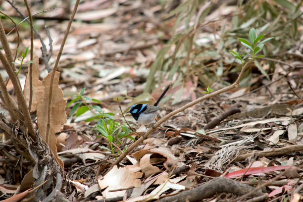 istock this is a side view of a  fairy wren 1330829058