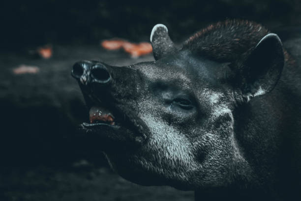 istock Brazilian tapir or known as Tapirus terrestris 1330829070