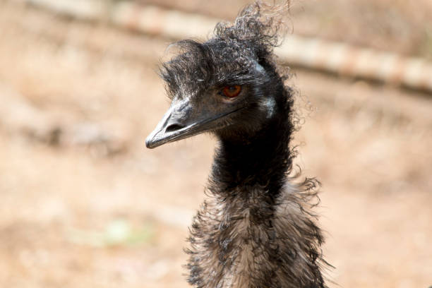 istock this is a close view of an Australian emu 1330829073