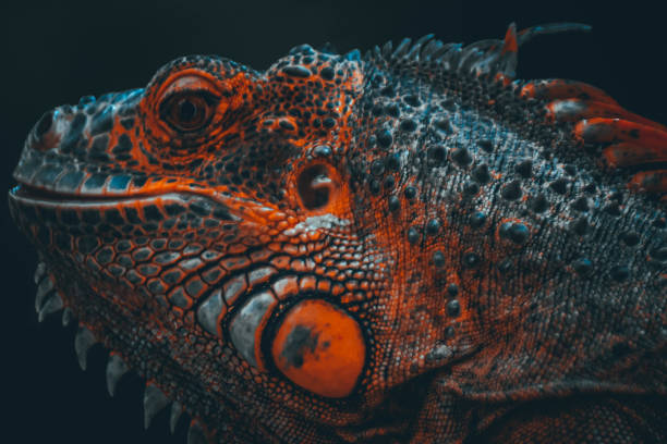 istock Green Iguana or known by the name Furcifer Pardalis 1330829095