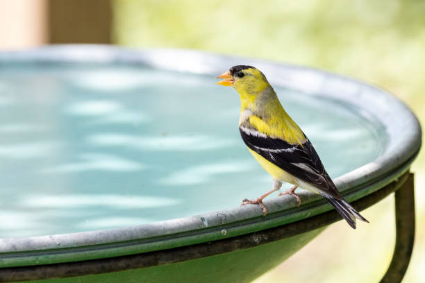 istock American Goldfinch bird 1330829300