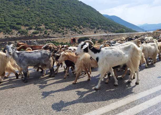 istock goats animals  flock  walking on road  in arta greece 1330830154