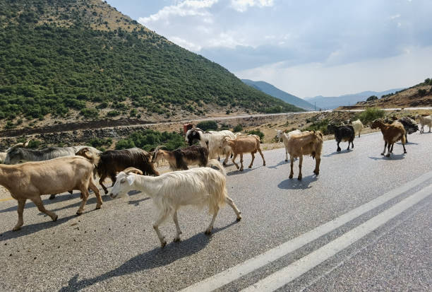 istock goats animals  flock  walking on road  in arta greece 1330830757
