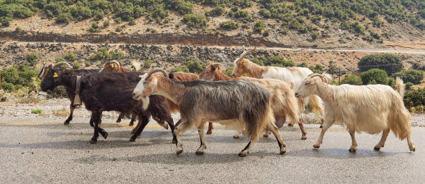 istock goats animals  flock  walking on road  in arta greece 1330830827