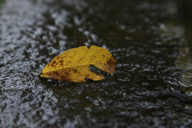 istock Yellow leaves on wet ground 1330830930