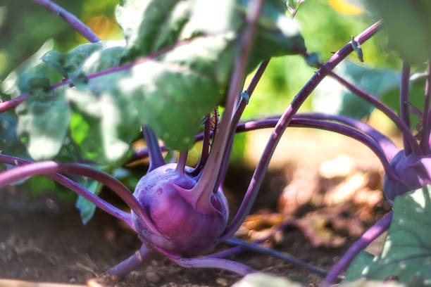 Brassica oleracea var. gongylodes kohlrabi